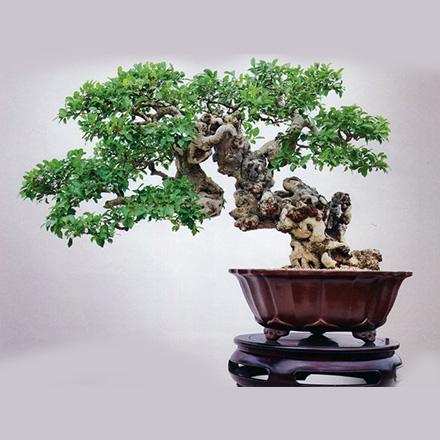 榕樹
